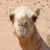 Camel's picture