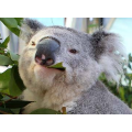 Taronga Zoo May Coupon - 2 Adult Tickets for $23 each (Price of Child&#039;s Ticket)! Ends 29 May